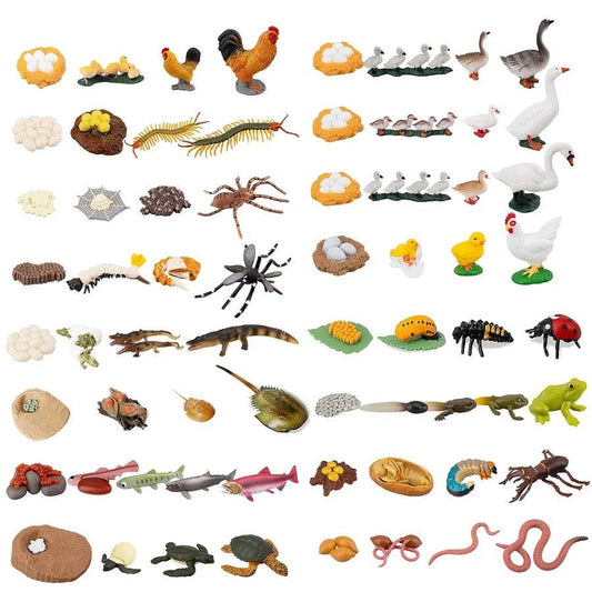Educational STEM Toy Animal Life Cycle 4 Stage Kit For Kids - ToylandEU