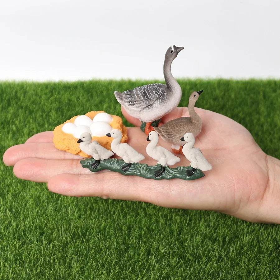 Educational STEM Toy Animal Life Cycle 4 Stage Kit For Kids - ToylandEU