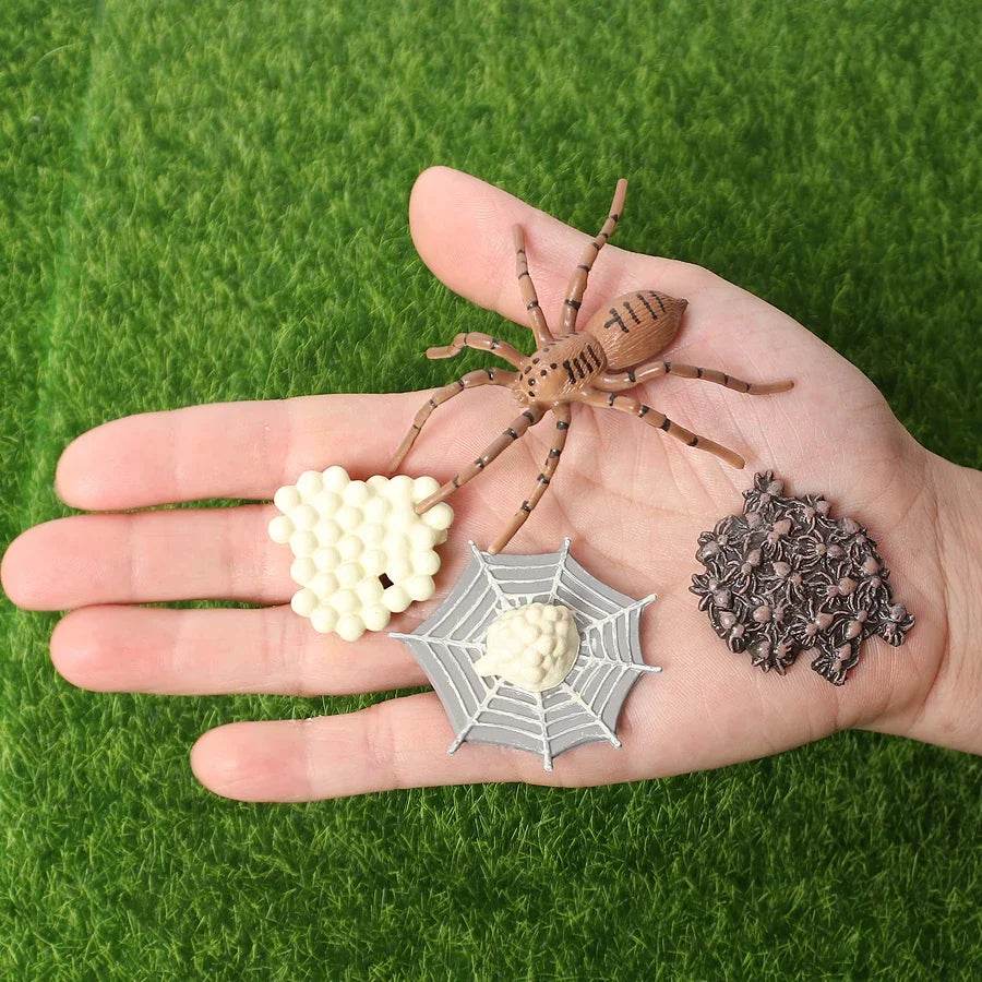 Educational STEM Toy Animal Life Cycle 4 Stage Kit For Kids - ToylandEU