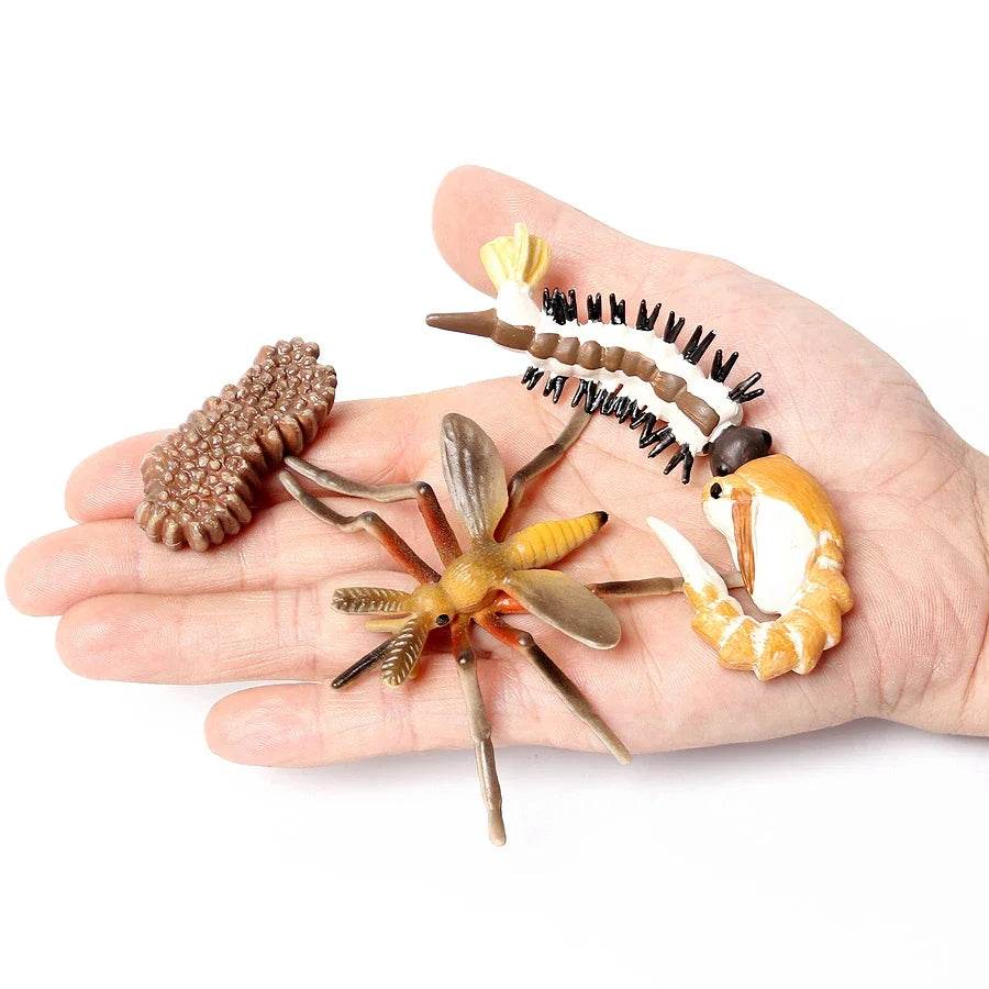 Educational STEM Toy Animal Life Cycle 4 Stage Kit For Kids - ToylandEU