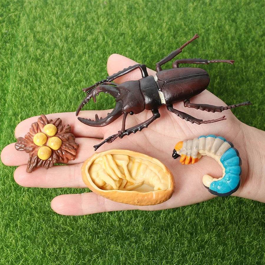 Educational STEM Toy Animal Life Cycle 4 Stage Kit For Kids - ToylandEU