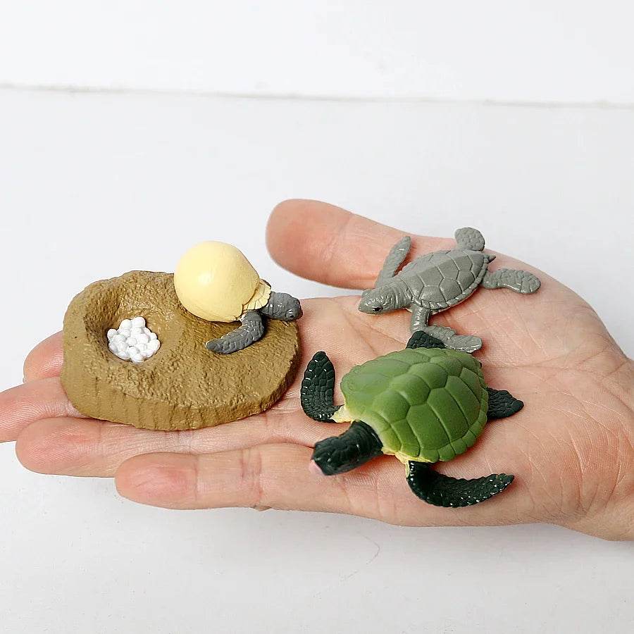 Educational STEM Toy Animal Life Cycle 4 Stage Kit For Kids - ToylandEU