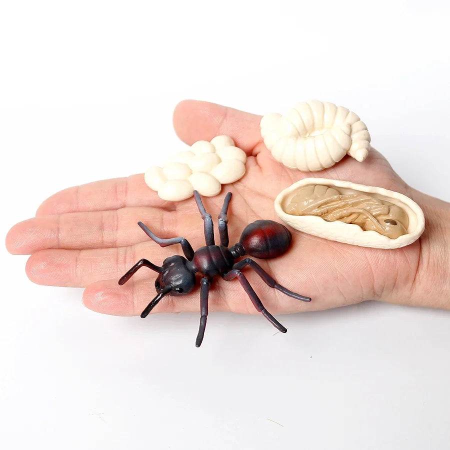 Educational STEM Toy Animal Life Cycle 4 Stage Kit For Kids - ToylandEU