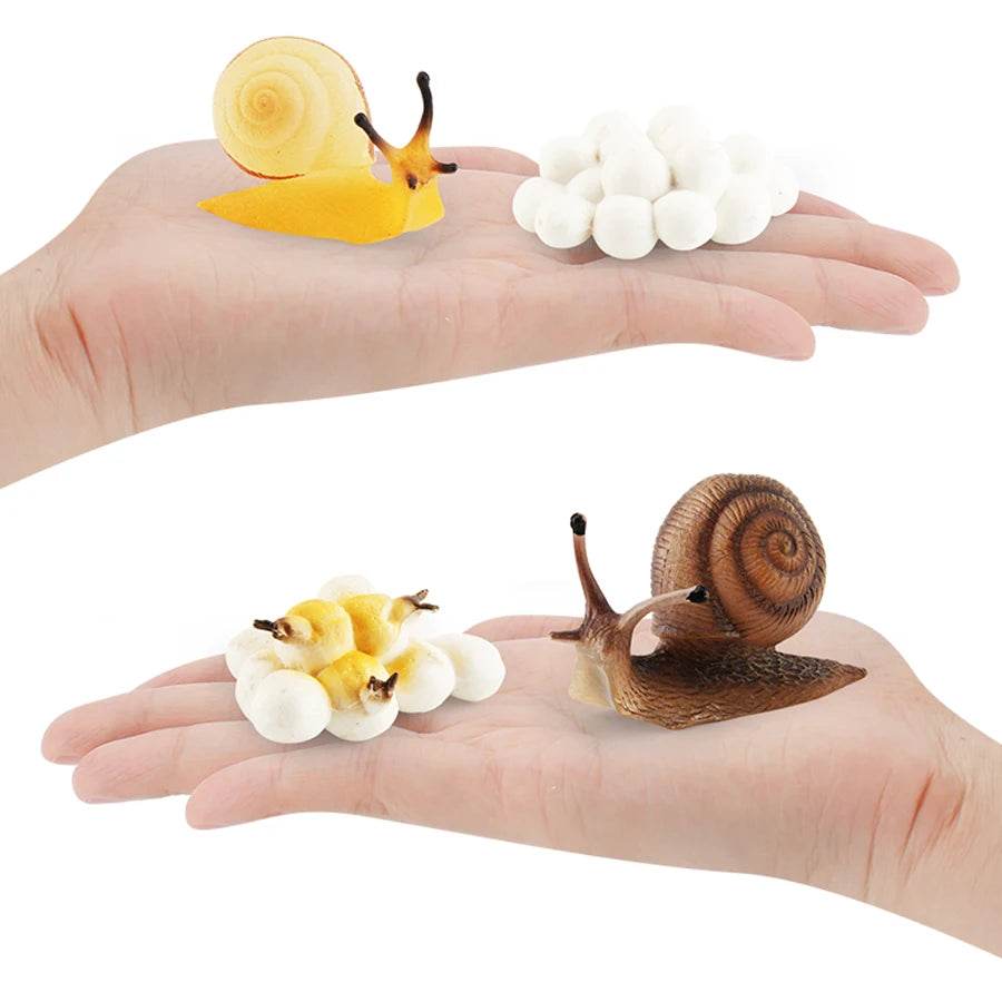 Educational STEM Toy Animal Life Cycle 4 Stage Kit For Kids - ToylandEU