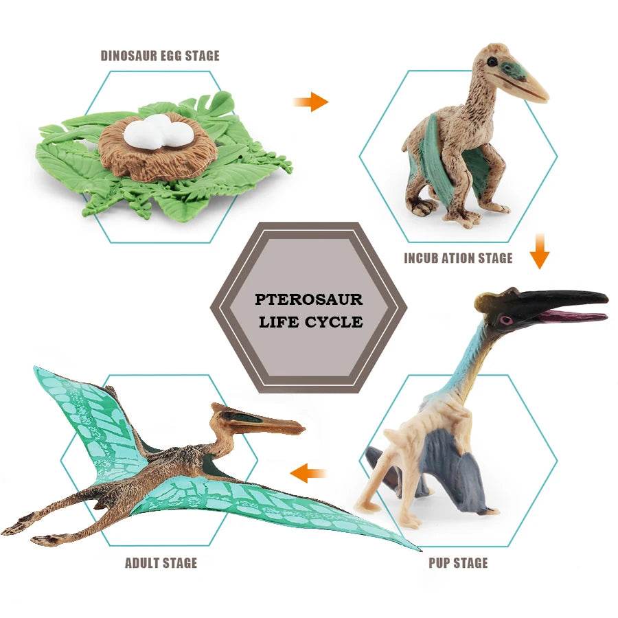 Educational STEM Toy Animal Life Cycle 4 Stage Kit For Kids - ToylandEU