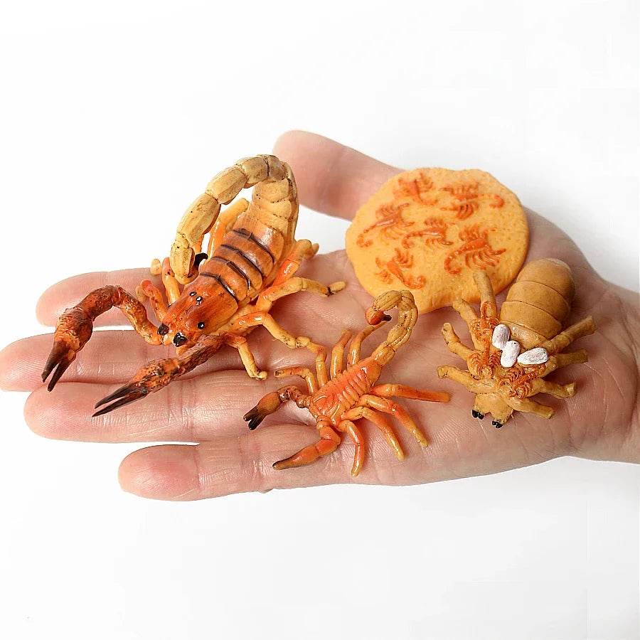 Educational STEM Toy Animal Life Cycle 4 Stage Kit For Kids - ToylandEU