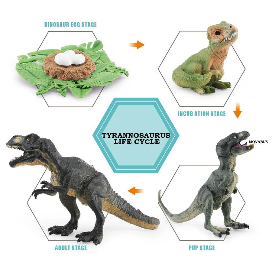 Educational STEM Toy Animal Life Cycle 4 Stage Kit For Kids - ToylandEU