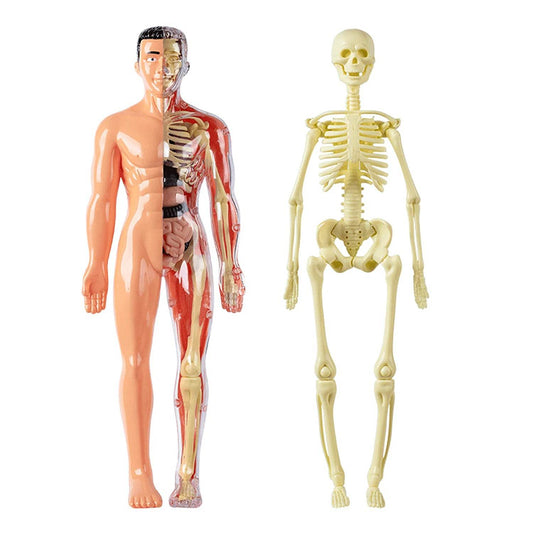 Educational Skeleton Model Set DIY Anatomy Puzzle For Kids - ToylandEU