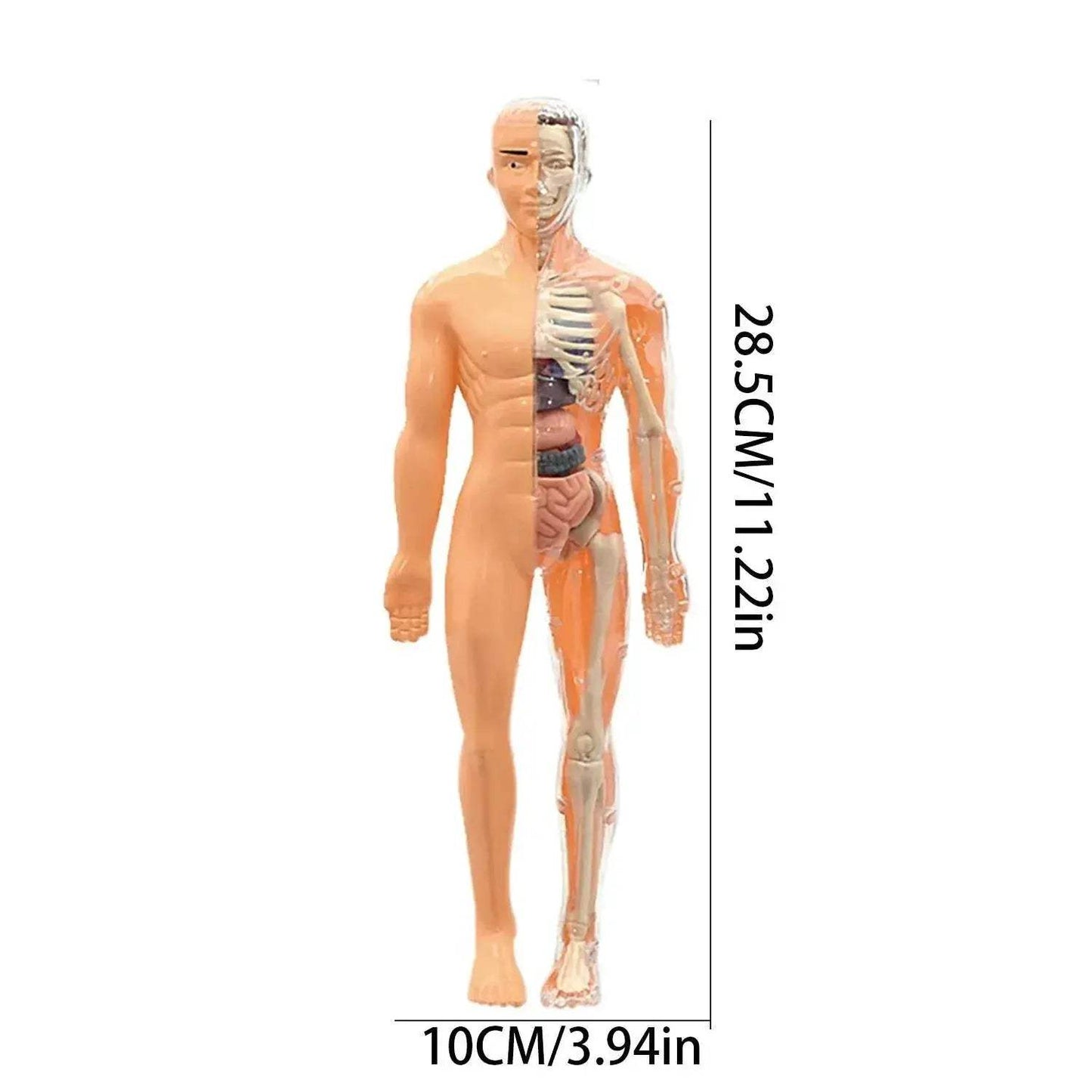 Educational Skeleton Model Set DIY Anatomy Puzzle For Kids - ToylandEU