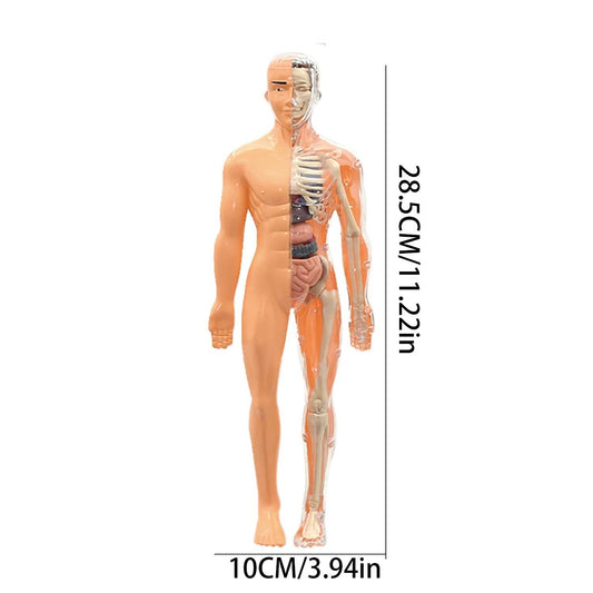 Educational Skeleton Model Set DIY Anatomy Puzzle For Kids - ToylandEU