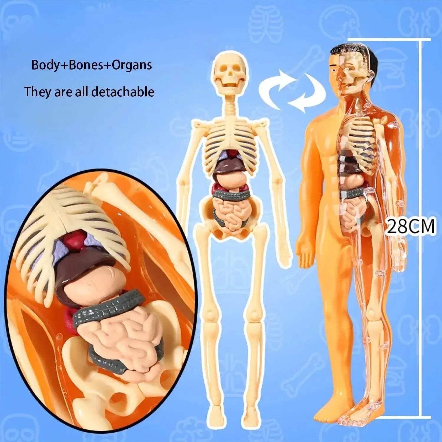 Educational Skeleton Model Set DIY Anatomy Puzzle For Kids - ToylandEU