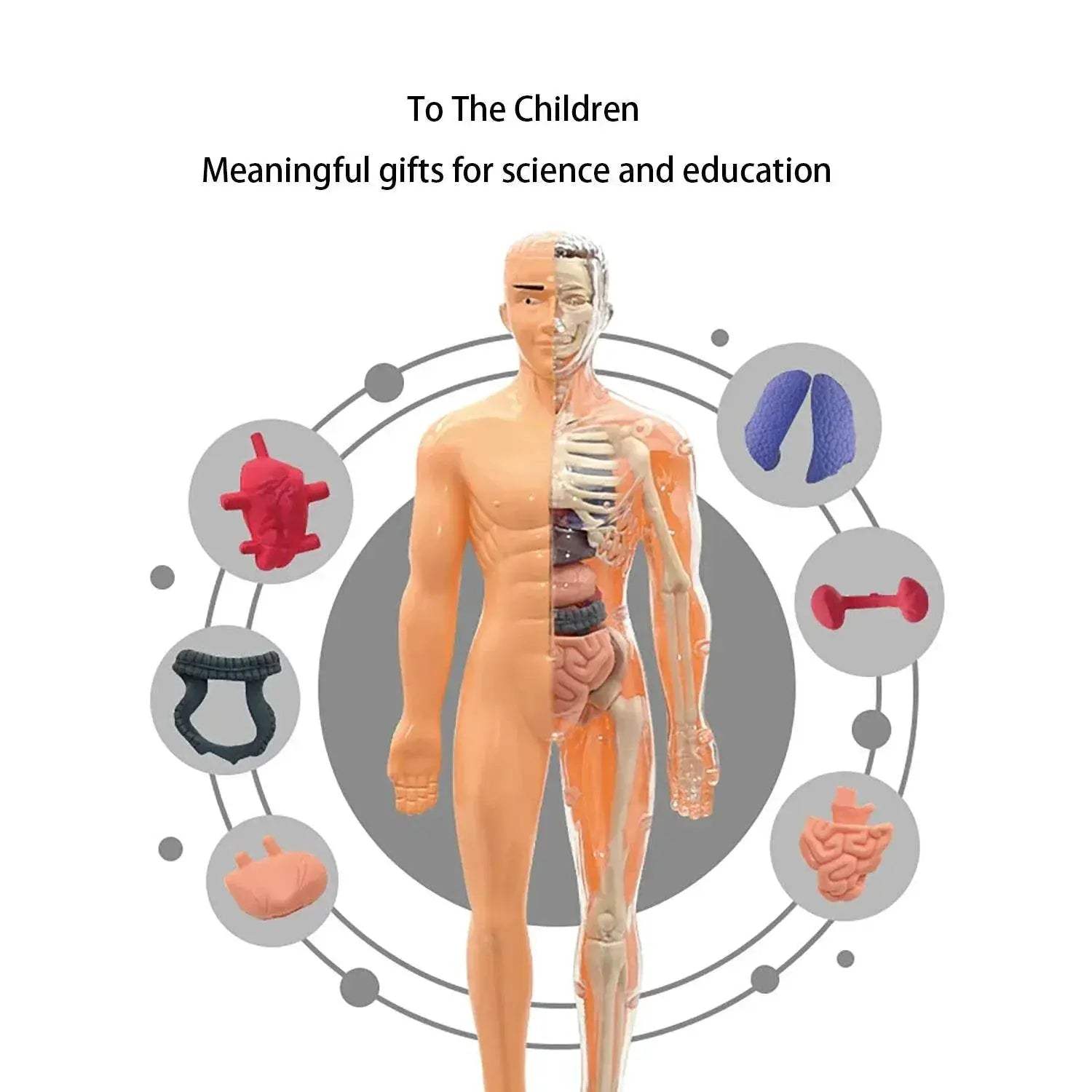 Educational Skeleton Model Set DIY Anatomy Puzzle For Kids - ToylandEU