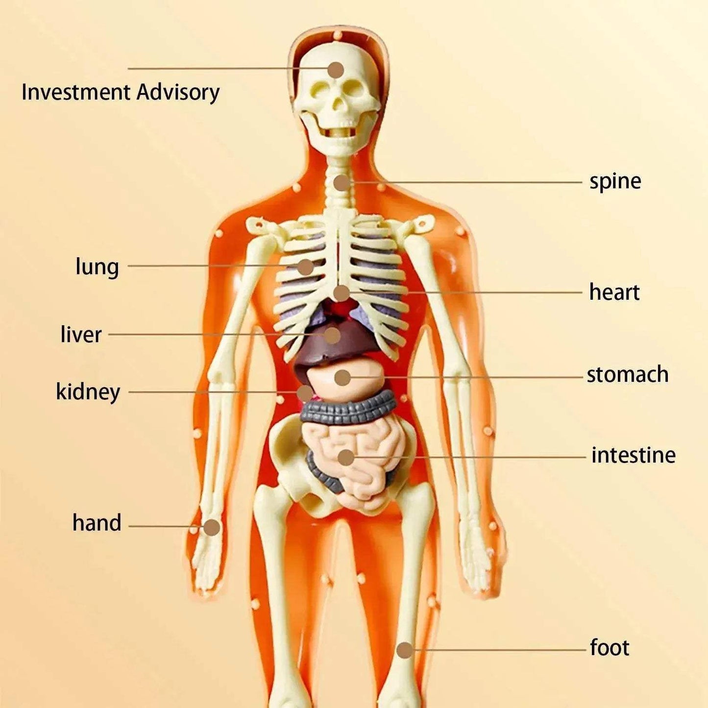 Educational Skeleton Model Set DIY Anatomy Puzzle For Kids - ToylandEU