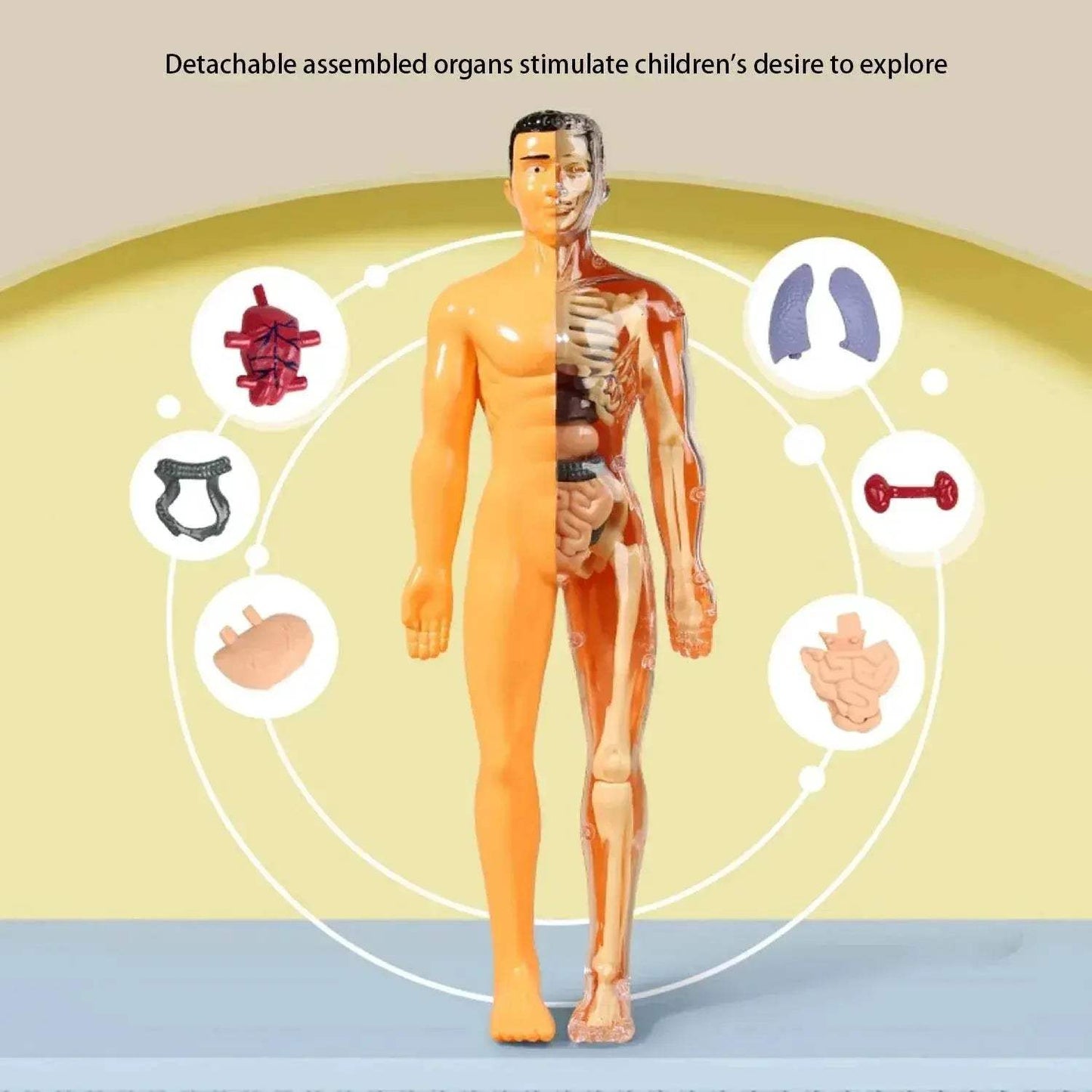 Educational Skeleton Model Set DIY Anatomy Puzzle For Kids - ToylandEU