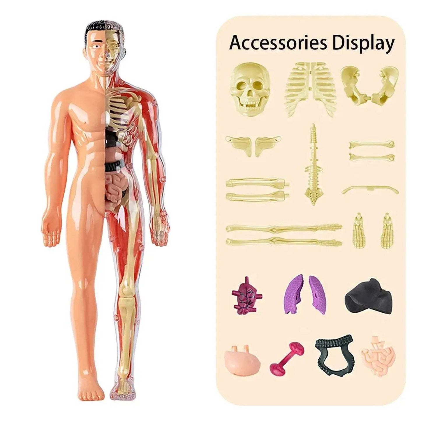 Educational Skeleton Model Set DIY Anatomy Puzzle For Kids - ToylandEU