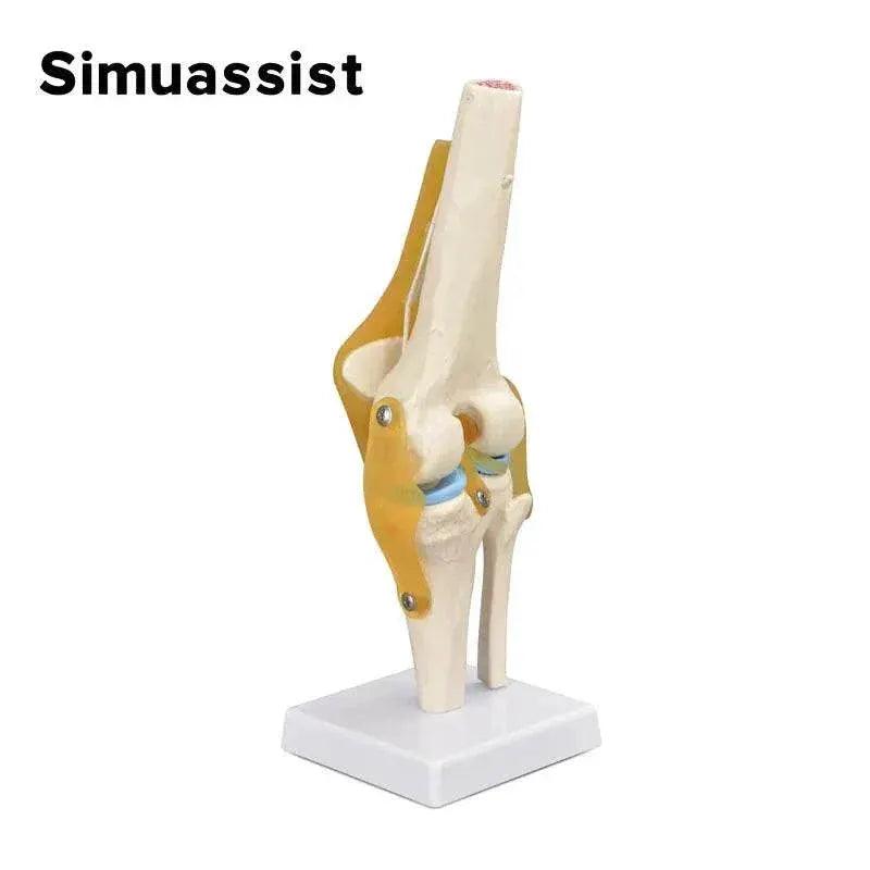  1:1 Flexible Knee Joint Model with Ligaments and Base Femur Tibia and Fibula Bone Anatomy Model Medical Teaching -  ToylandEU™