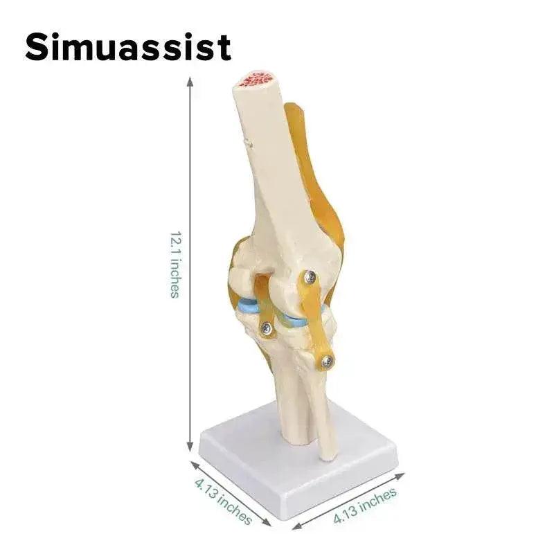  1:1 Flexible Knee Joint Model with Ligaments and Base Femur Tibia and Fibula Bone Anatomy Model Medical Teaching -  ToylandEU™