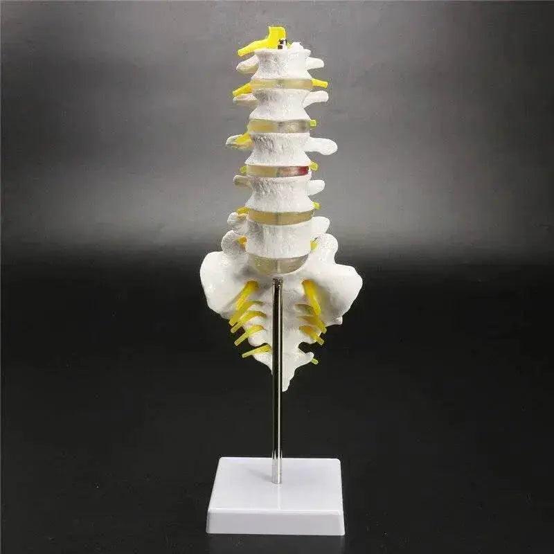  13cm Life Size Chiropractic Human Anatomical Lumbar Vertebral Spine Model School Educational Medical Teaching Tool -  ToylandEU™