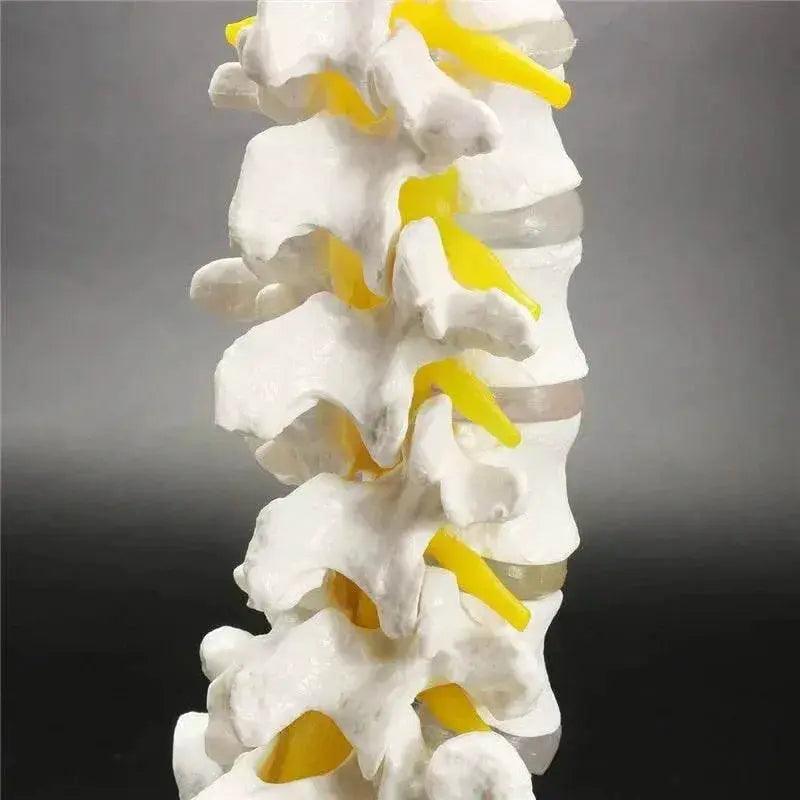  13cm Life Size Chiropractic Human Anatomical Lumbar Vertebral Spine Model School Educational Medical Teaching Tool -  ToylandEU™