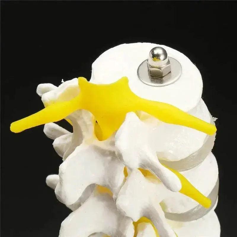  13cm Life Size Chiropractic Human Anatomical Lumbar Vertebral Spine Model School Educational Medical Teaching Tool -  ToylandEU™