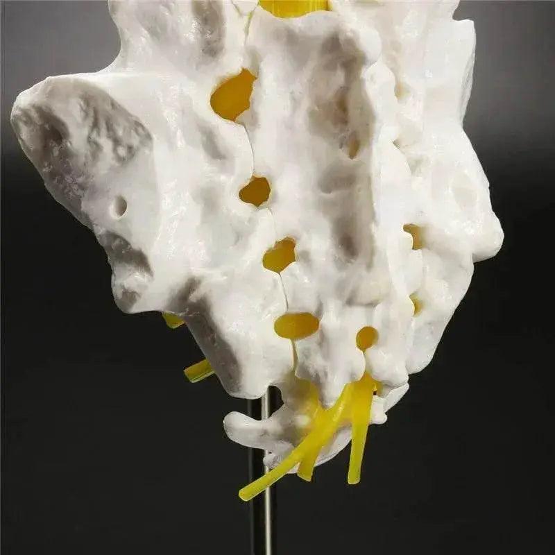  13cm Life Size Chiropractic Human Anatomical Lumbar Vertebral Spine Model School Educational Medical Teaching Tool -  ToylandEU™