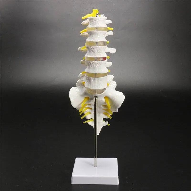  13cm Life Size Chiropractic Human Anatomical Lumbar Vertebral Spine Model School Educational Medical Teaching Tool -  ToylandEU™