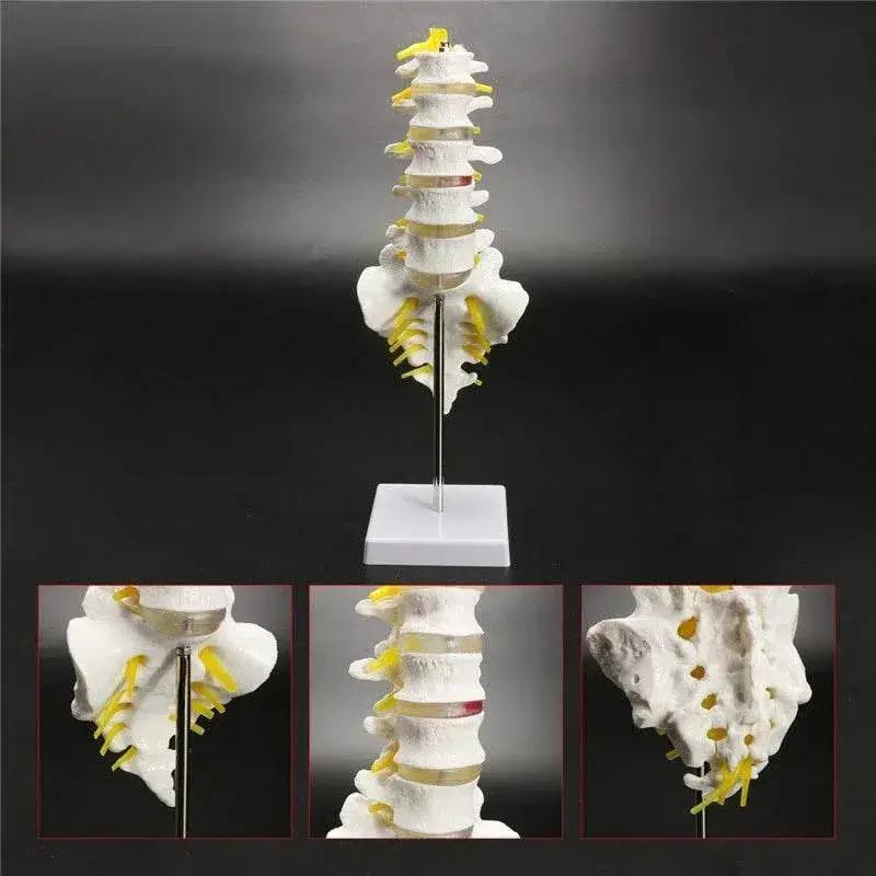  13cm Life Size Chiropractic Human Anatomical Lumbar Vertebral Spine Model School Educational Medical Teaching Tool -  ToylandEU™