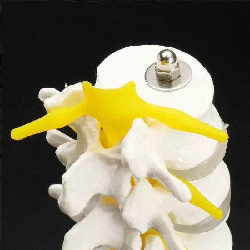  13cm Life Size Chiropractic Human Anatomical Lumbar Vertebral Spine Model School Educational Medical Teaching Tool -  ToylandEU™
