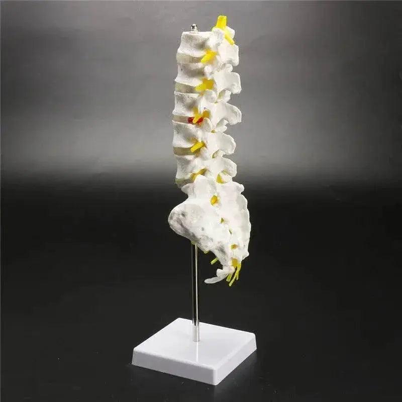  13cm Life Size Chiropractic Human Anatomical Lumbar Vertebral Spine Model School Educational Medical Teaching Tool -  ToylandEU™