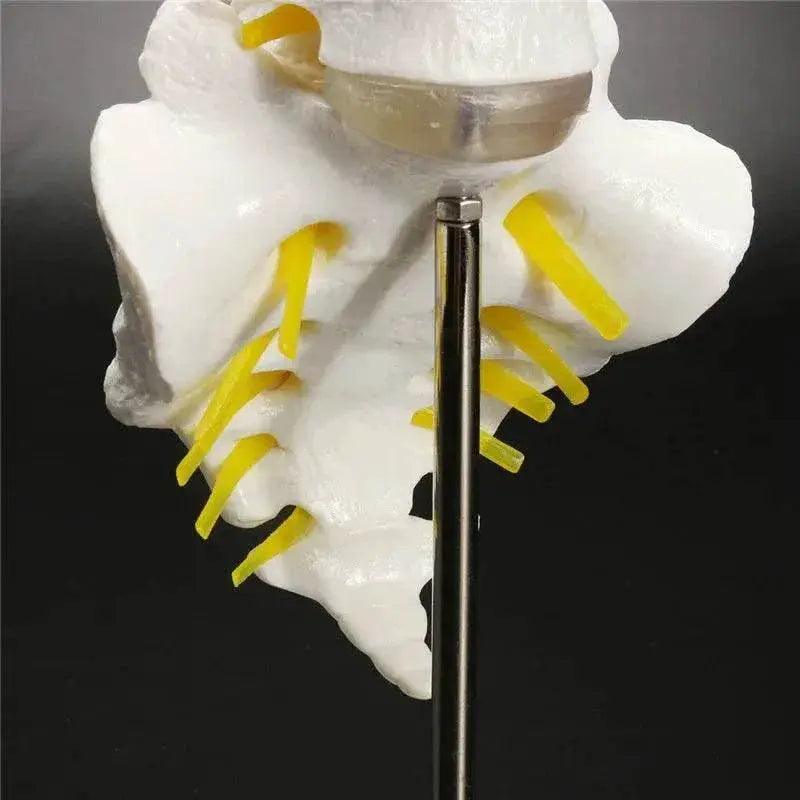  13cm Life Size Chiropractic Human Anatomical Lumbar Vertebral Spine Model School Educational Medical Teaching Tool -  ToylandEU™