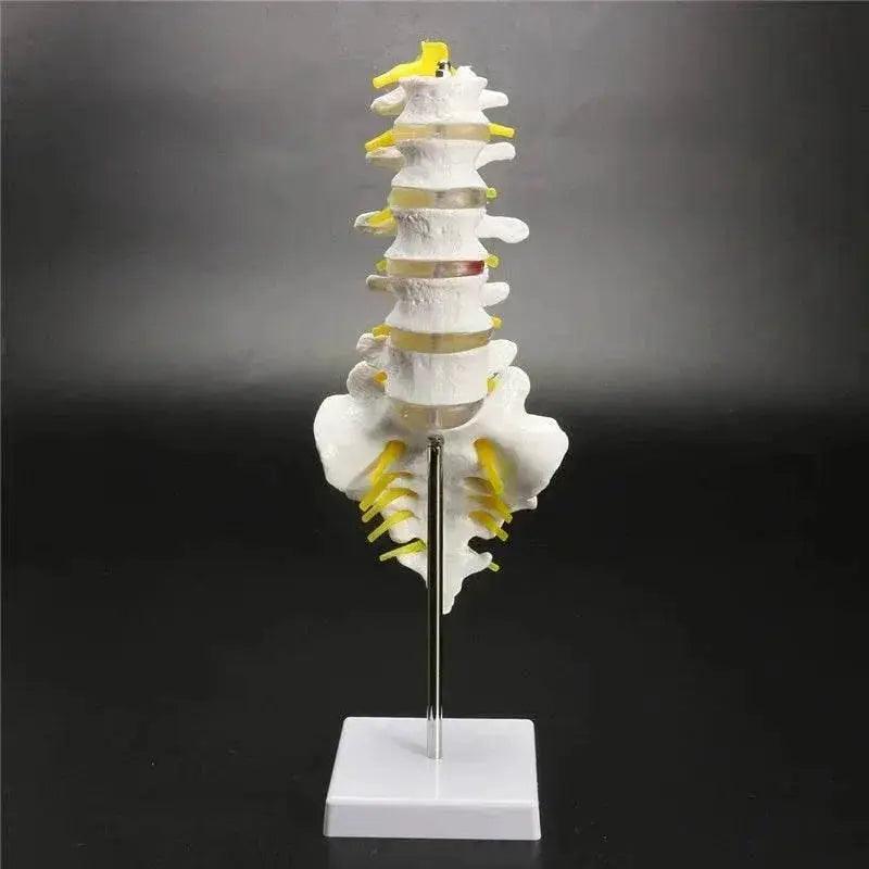  13cm Life Size Chiropractic Human Anatomical Lumbar Vertebral Spine Model School Educational Medical Teaching Tool -  ToylandEU™
