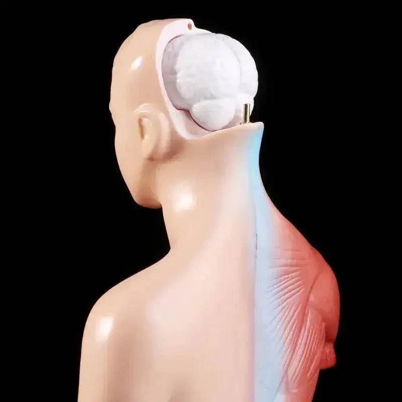  2025 New Human Torso Body Model Anatomy with Internal Organs for Teaching -  ToylandEU™