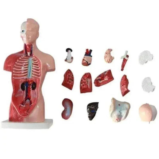  28cm Human Torso Body Model Anatomy with Internal Organs for Teaching Learning Supplies -  ToylandEU™