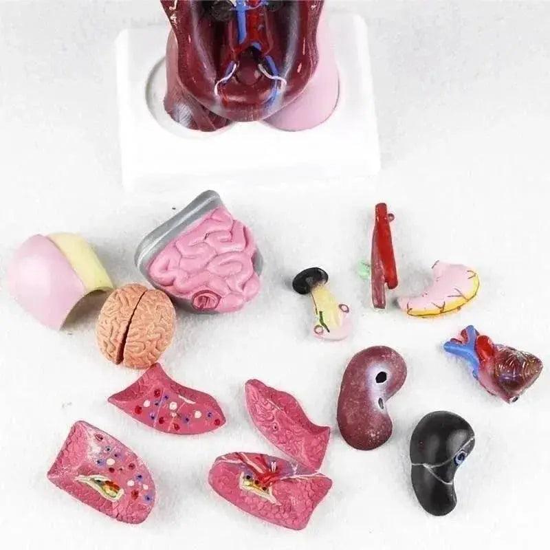  28cm Human Torso Body Model Anatomy with Internal Organs for Teaching Learning Supplies -  ToylandEU™