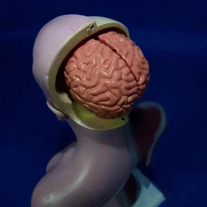 28cm Human Torso Body Model Anatomy with Internal Organs for Teaching Learning Supplies -  ToylandEU™