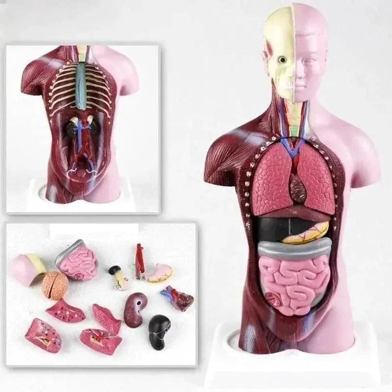  28cm Human Torso Body Model Anatomy with Internal Organs for Teaching Learning Supplies -  ToylandEU™