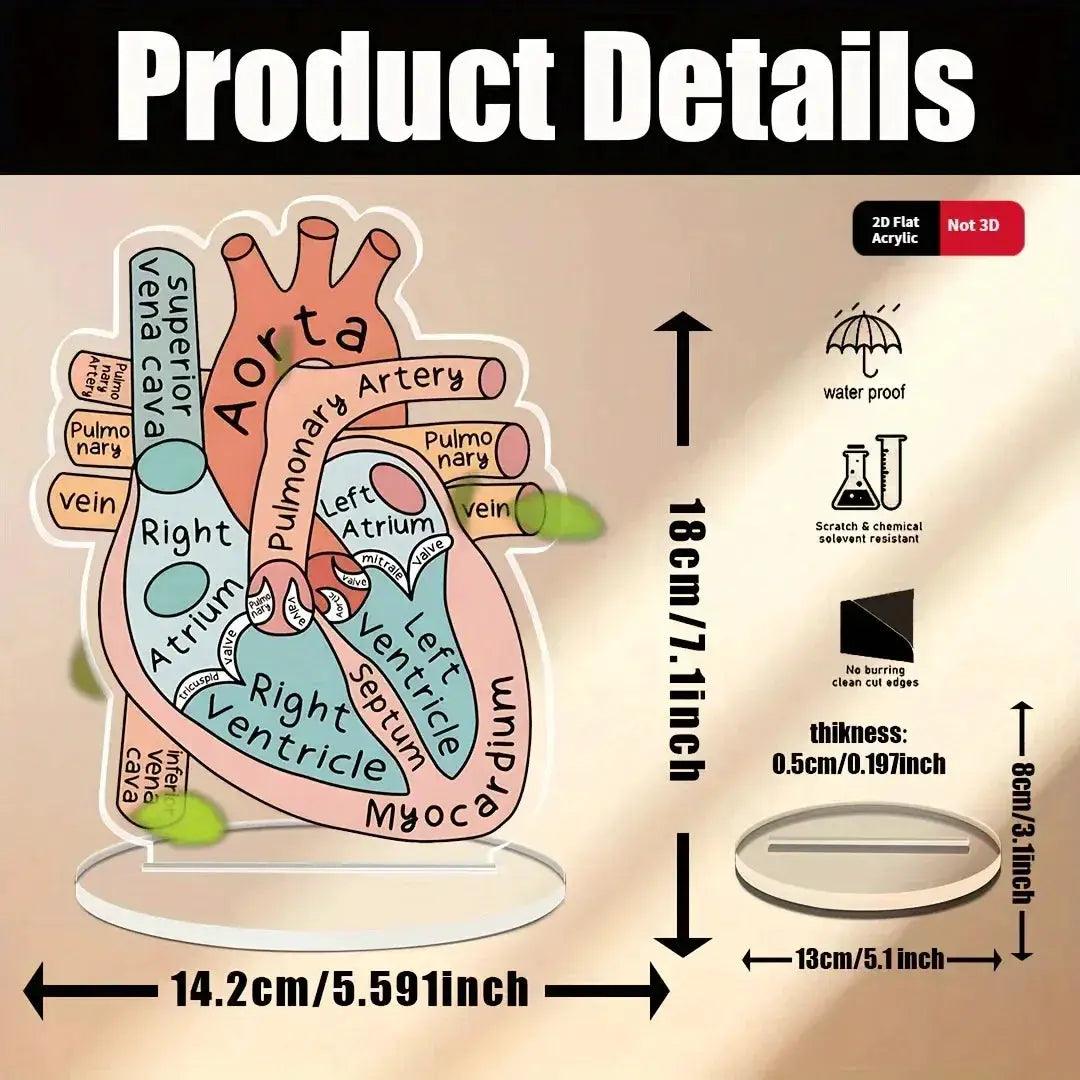  2D Heart Anatomy Acrylic Model Educational Display -  ToylandEU™