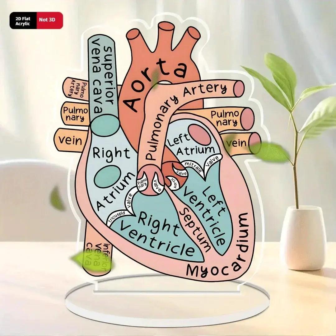 2D Heart Anatomy Acrylic Model Educational Display -  ToylandEU™