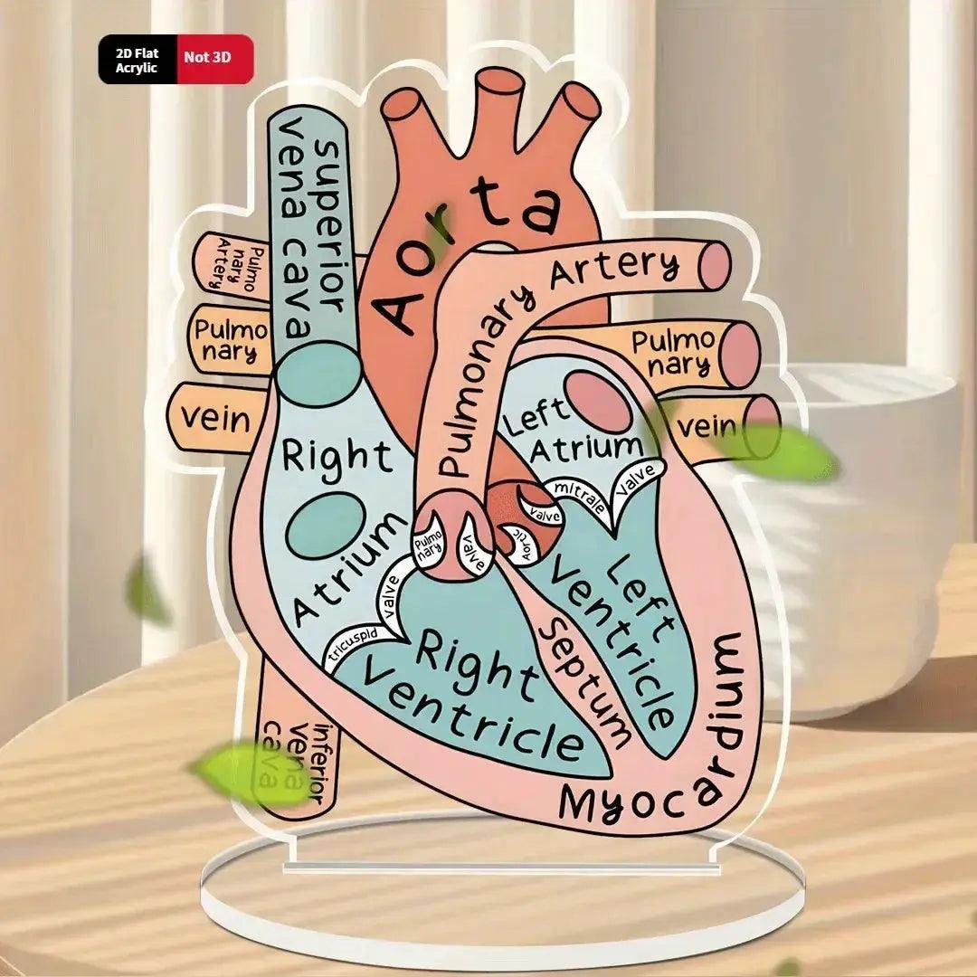  2D Heart Anatomy Acrylic Model Educational Display -  ToylandEU™