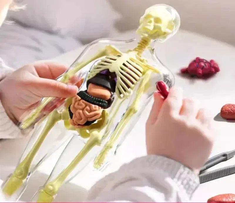  3D Anatomy Torso Model For Kids With Removable Organs -  ToylandEU™