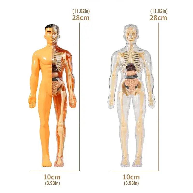  3D Anatomy Torso Model For Kids With Removable Organs -  ToylandEU™