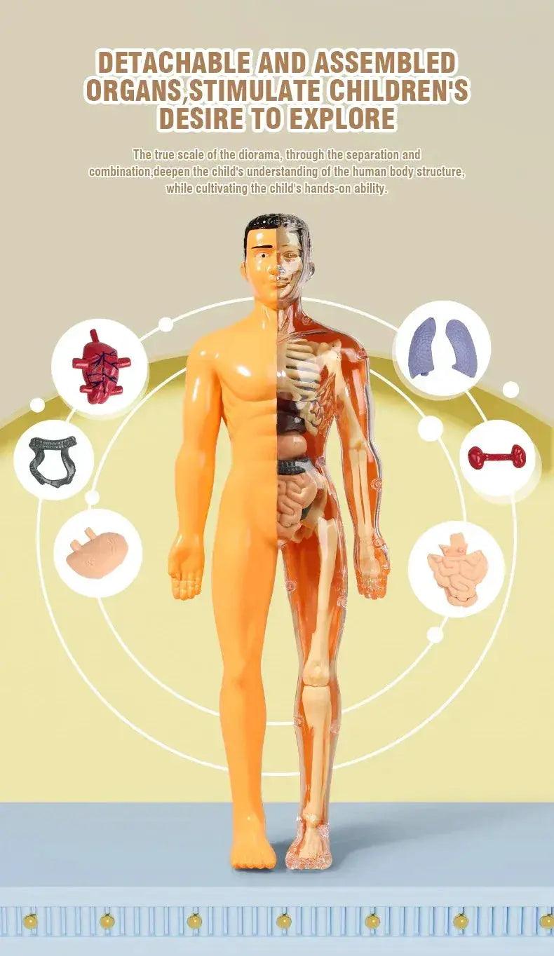  3D Anatomy Torso Model For Kids With Removable Organs -  ToylandEU™