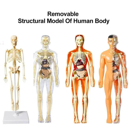  3D Human Body Torso Model for Kid Anatomy Skeleton Removable Simulation Organ -  ToylandEU™