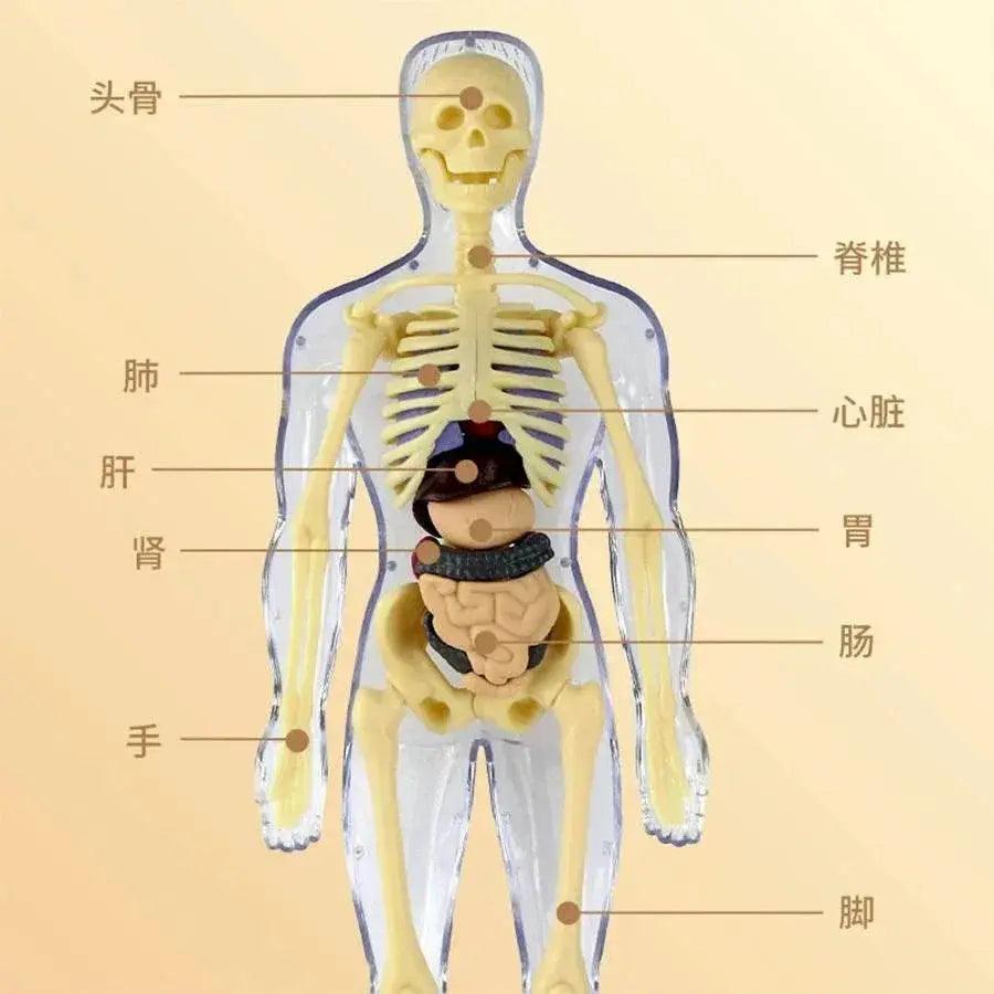  3D Human Body Torso Model for Kid Anatomy Skeleton Removable Simulation Organ -  ToylandEU™