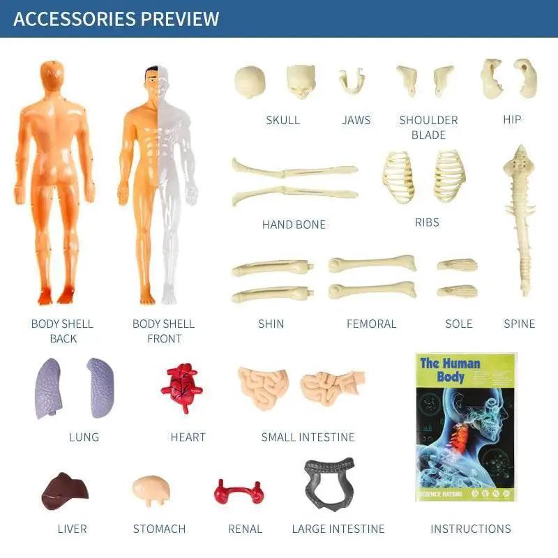  3D Human Body Torso Model for Kid Anatomy Skeleton Removable Simulation Organ -  ToylandEU™