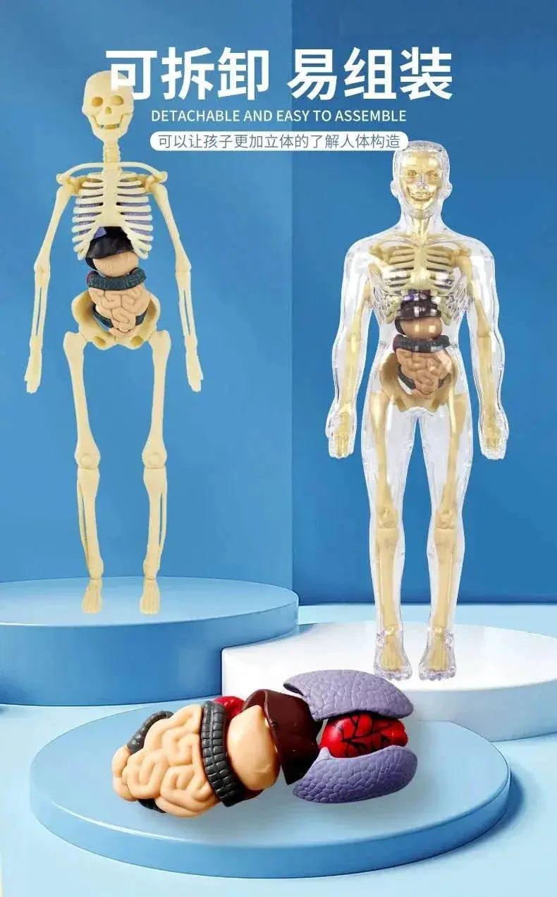  3D Human Body Torso Model for Kid Anatomy Skeleton Removable Simulation Organ -  ToylandEU™
