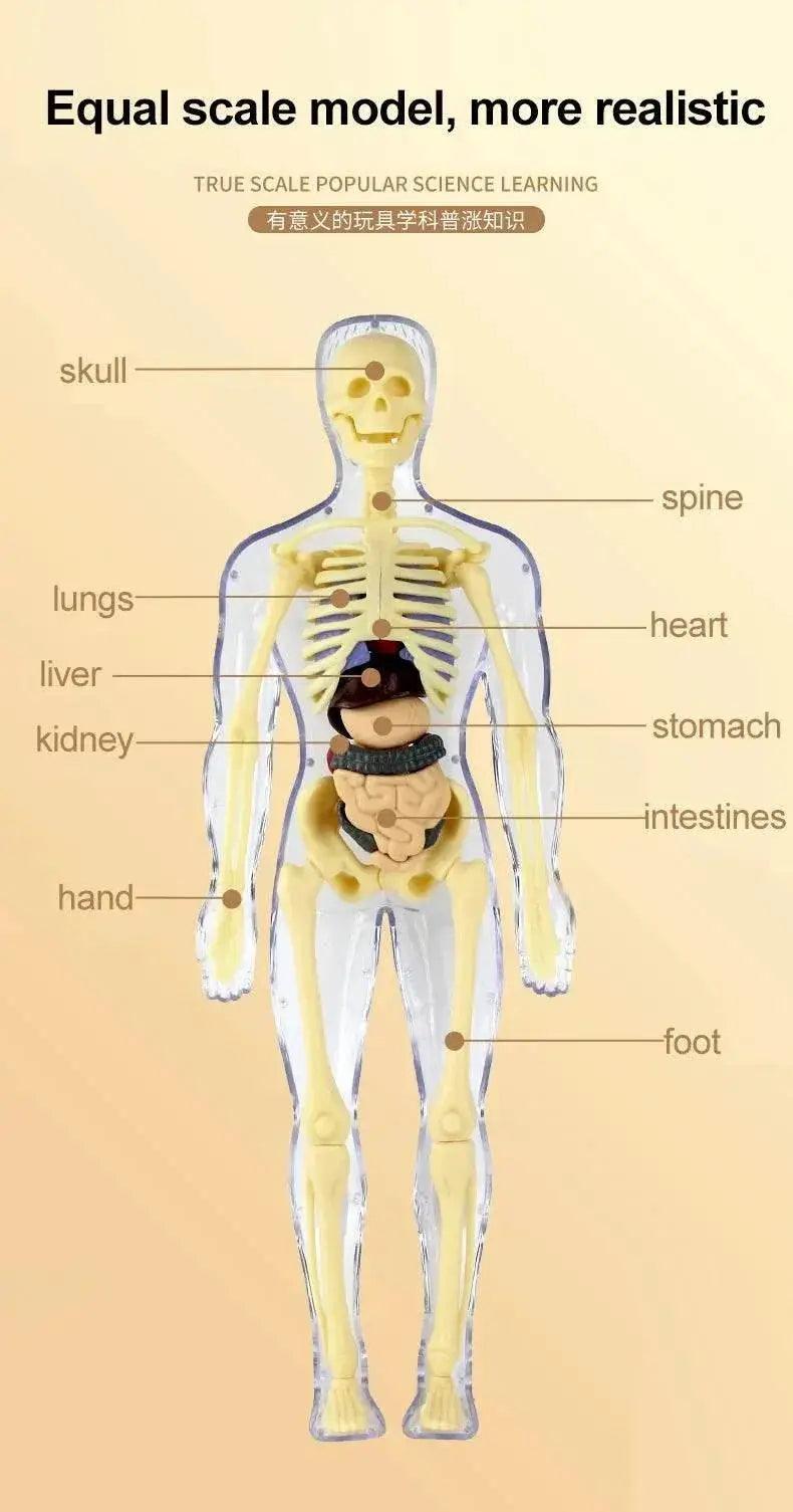  3D Human Body Torso Model for Kid Anatomy Skeleton Removable Simulation Organ -  ToylandEU™