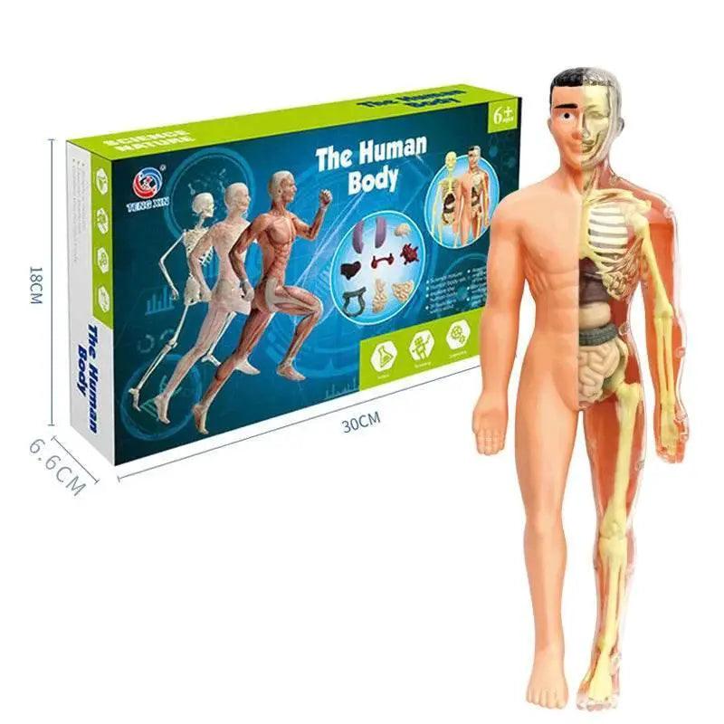  3D Human Body Torso Model for Kid Anatomy Skeleton Removable Simulation Organ -  ToylandEU™