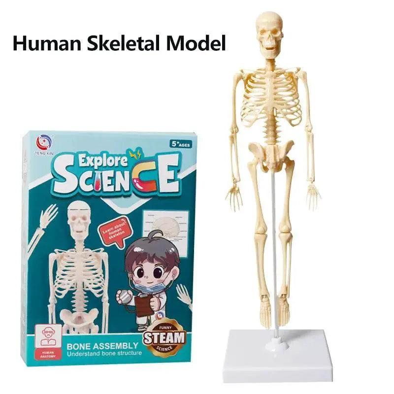  3D Human Body Torso Model for Kid Anatomy Skeleton Removable Simulation Organ -  ToylandEU™
