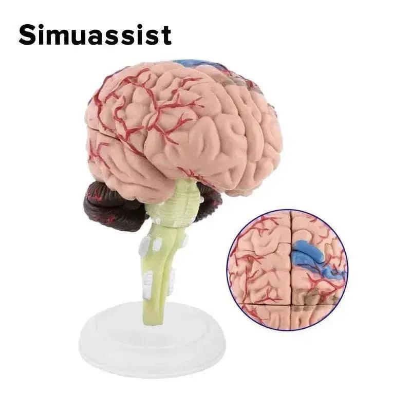  4D Medical Removable Mini Brain Model Assembled Structure Of The Brain Anatomy Medical Teaching Tool -  ToylandEU™